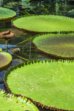 Victoria lotus gölet üzerinde bırakır