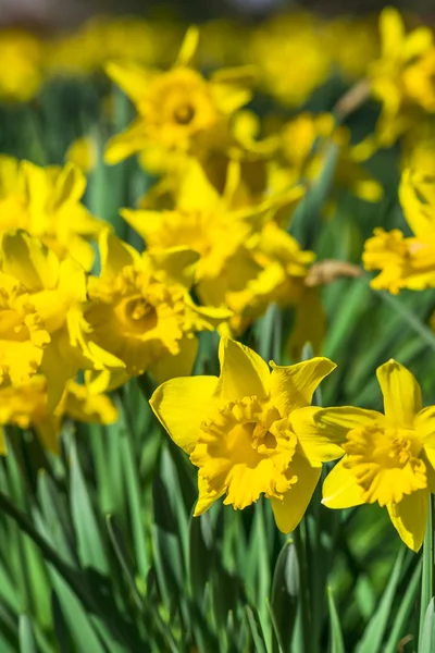 Daffodilos — Fotografia de Stock