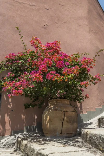시칠리아에서 마당 꽃 항아리에 다채로운 식물 — 스톡 사진