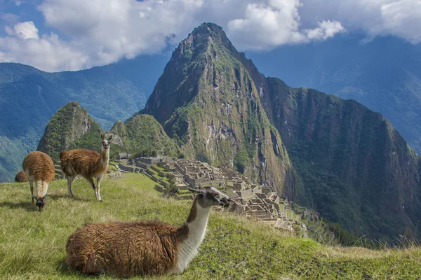 Machu Picchu Harabeleri, Peru — Stok fotoğraf