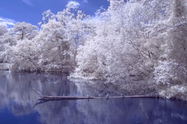 Bir su birikintisi ormanda - kızılötesi manzara