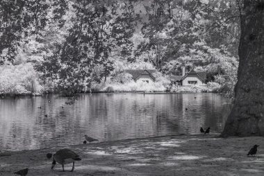 St James Park, Londra İngiltere - kızılötesi siyah beyaz manzara