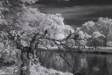 St James Park, Londra İngiltere - kızılötesi siyah beyaz manzara