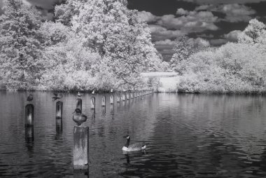 Hyde Park, Londra - kızılötesi siyah beyaz manzara serpantin Gölü