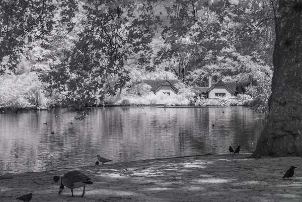 St James Park, Wielka Brytania Londyn - podczerwień krajobraz czarno-biały — Zdjęcie stockowe