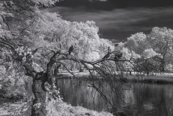 St James Park, Londres Reino Unido - Paisaje blanco y negro infrarrojo — Foto de Stock