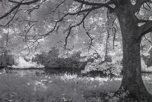 St James Park, Londen Uk - infrarood zwarte en witte landschap — Stockfoto