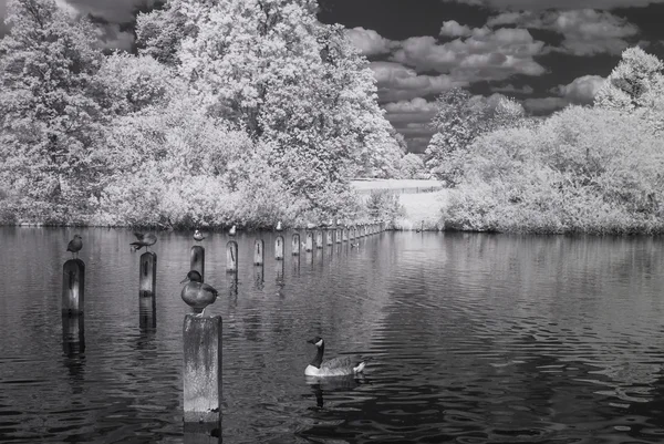 Serpentyn jeziora w Hyde Parku, Londyn - podczerwień krajobraz czarno-biały — Zdjęcie stockowe
