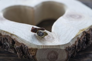 kakule tohumu ve karanfil