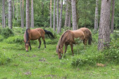 Vahşi atlara New Forest Ulusal Parkı'nda