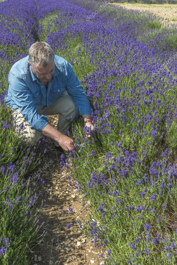A male cutting lavender flowers in lavender field — Stock Photo