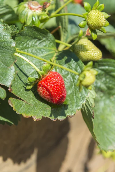 Strawberry plant — Stock Photo, Image