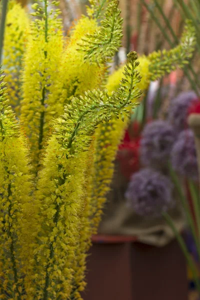 Eremurus, tilki kuyruğu Lilly