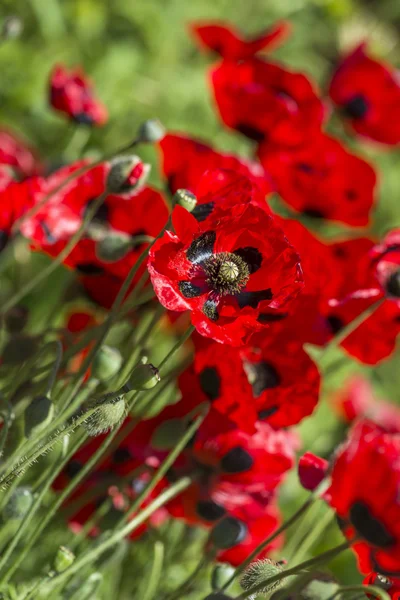 Czerwone kwiaty maku — Zdjęcie stockowe