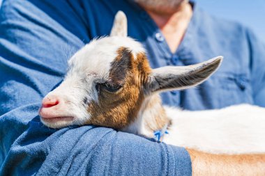 Yavru pigme keçi bizzat kollarında - seçici odaklanma