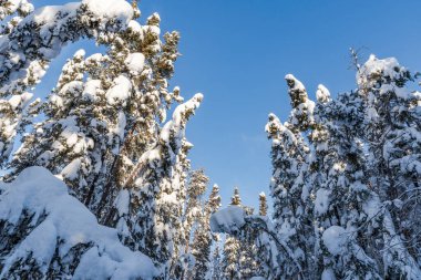 Mavi gökyüzüne, Yellowknife 'a, Kuzeybatı Topraklarına, Kanada' ya karla kaplı ağaçların yukarıdan görünüşü