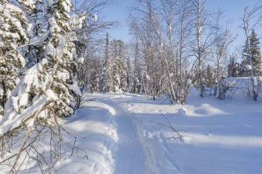 Yellowknife, Kuzeybatı Toprakları, Kanada yakınlarında karla kaplı ağaçlarla kaplı kış manzarası