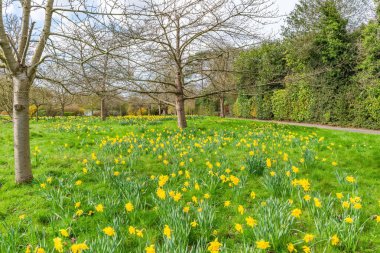 Sarı bahar nergisleriyle Golders Hill halk parkı, Londra, İngiltere