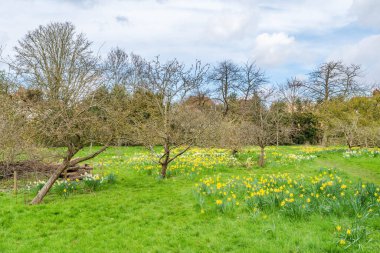 Sarı bahar nergisleriyle Golders Hill halk parkı, Londra, İngiltere