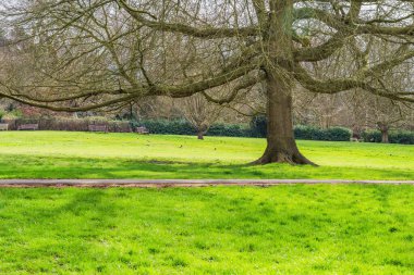 İlkbaharda Golders Hill Halk Parkı, Londra, İngiltere