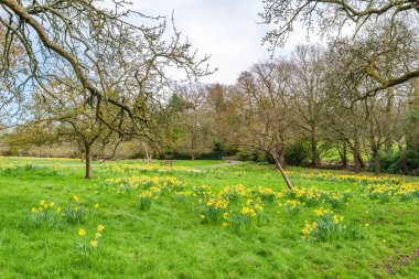 Sarı bahar nergisleriyle Golders Hill halk parkı, Londra, İngiltere
