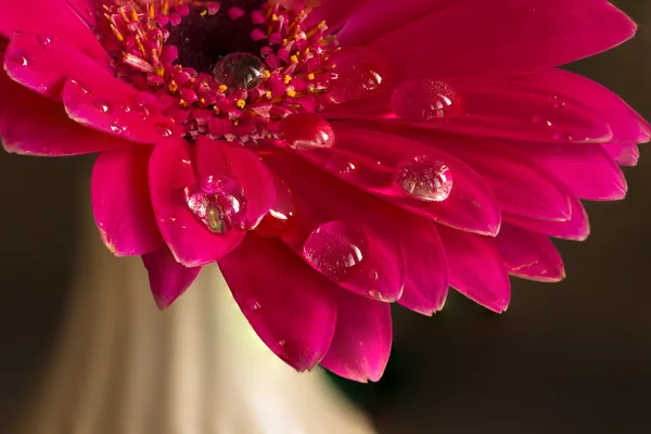Petals of red with water drops — Stock Photo, Image
