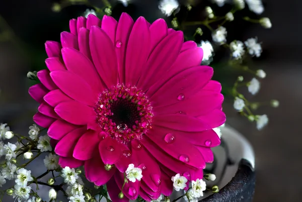 Bunga merah muda dengan tetes air — Stok Foto