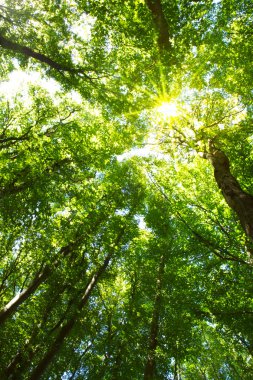 Yine de ağaçlar parlayan güneş ile sonbahar ormandaki renkli ağaç tepelerinin.