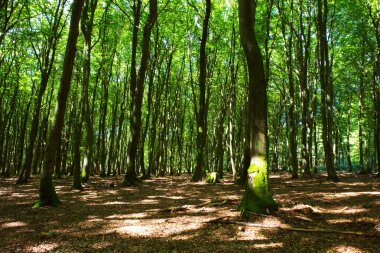 Yeşil ormanda güneş ışığı.