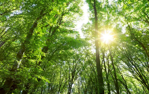 태양이 빛나는 하지만 나무와가 숲에서 다채로운 나무. — 스톡 사진