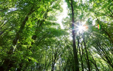 Yine de ağaçlar parlayan güneş ile sonbahar ormandaki renkli ağaç tepelerinin.