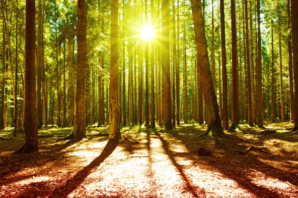 Yeşil ormanda güneş ışığı. — Stok fotoğraf