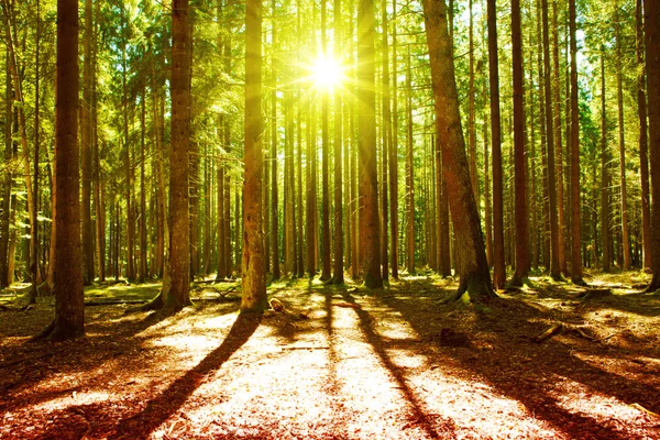 Luz solar na floresta verde . — Fotografia de Stock