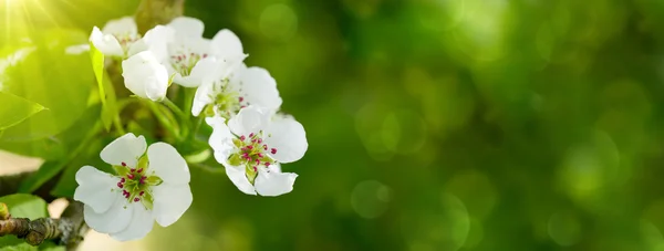 Pear tree blossoms . — Stock Photo, Image