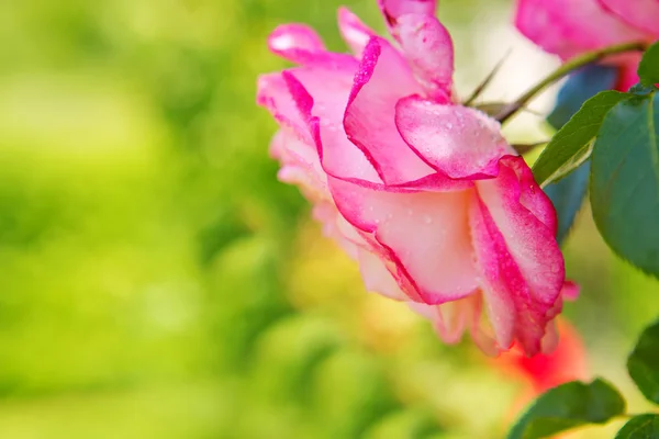 Rosa rosa floreciendo en el jardín . —  Fotos de Stock