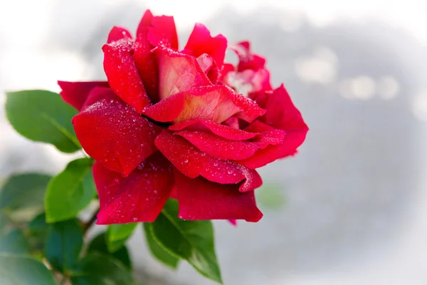 Hermoso jardín rojo rosa  . — Foto de Stock