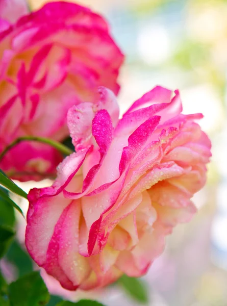 Rosa ros blommar i trädgården. — Stockfoto