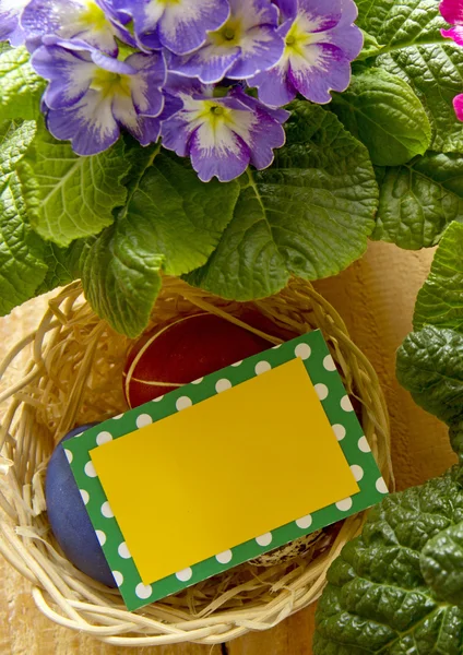 Velikonoční košík s barevnými vejci a Petrklíč. — Stock fotografie