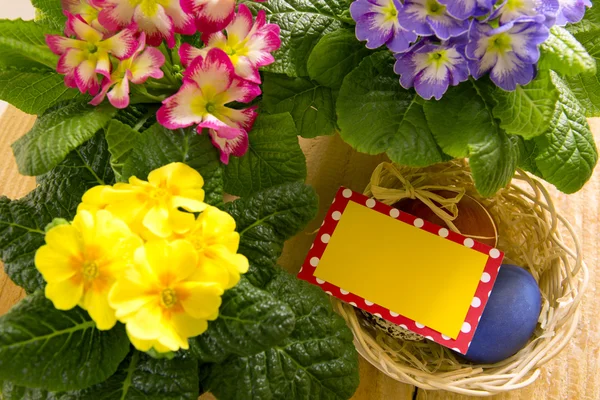 Easter basket with colored eggs and primrose. — Stock Photo, Image