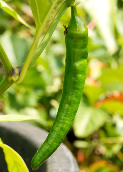 Hot chili peppers groeien in een tuin. — Stockfoto