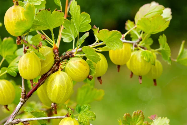 Växer mogna krusbär på en gren. — Stockfoto