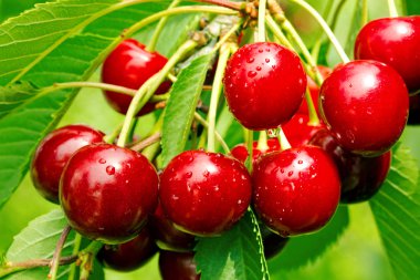 Ağaç dalında tatlı kiraz kırmızısı böğürtlenler.