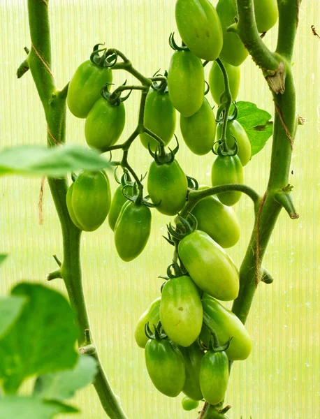 Rijpe groene tuin tomaten . — Stockfoto