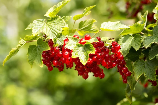 Red Currant hanging on a bush in the garden. — Stock Photo, Image