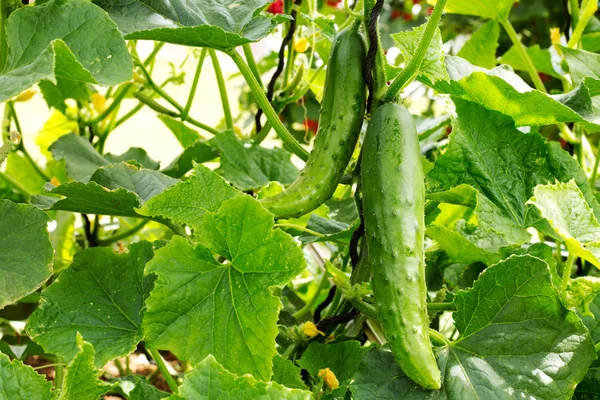 Grote dunne komkommer in zomertuin. — Stockfoto