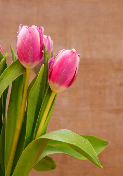 Fondo tulipanes rosados . — Foto de Stock