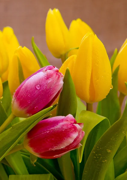 Tulipanes aislados sobre fondo marrón . — Foto de Stock