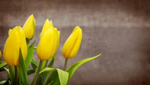 Bouquet de tulipes jaune isolé  . — Photo