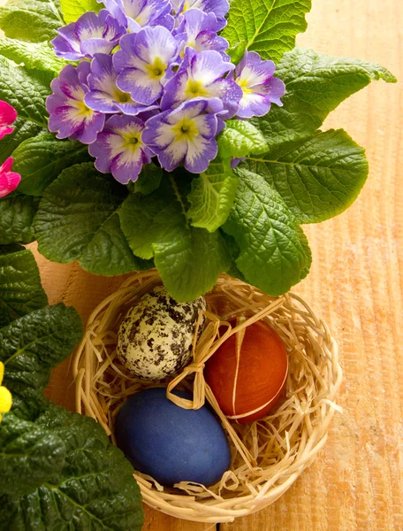 Easter basket with colored eggs and primrose. — Stock Photo, Image