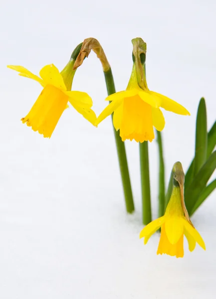 Narciso sul giardino innevato . — Foto Stock